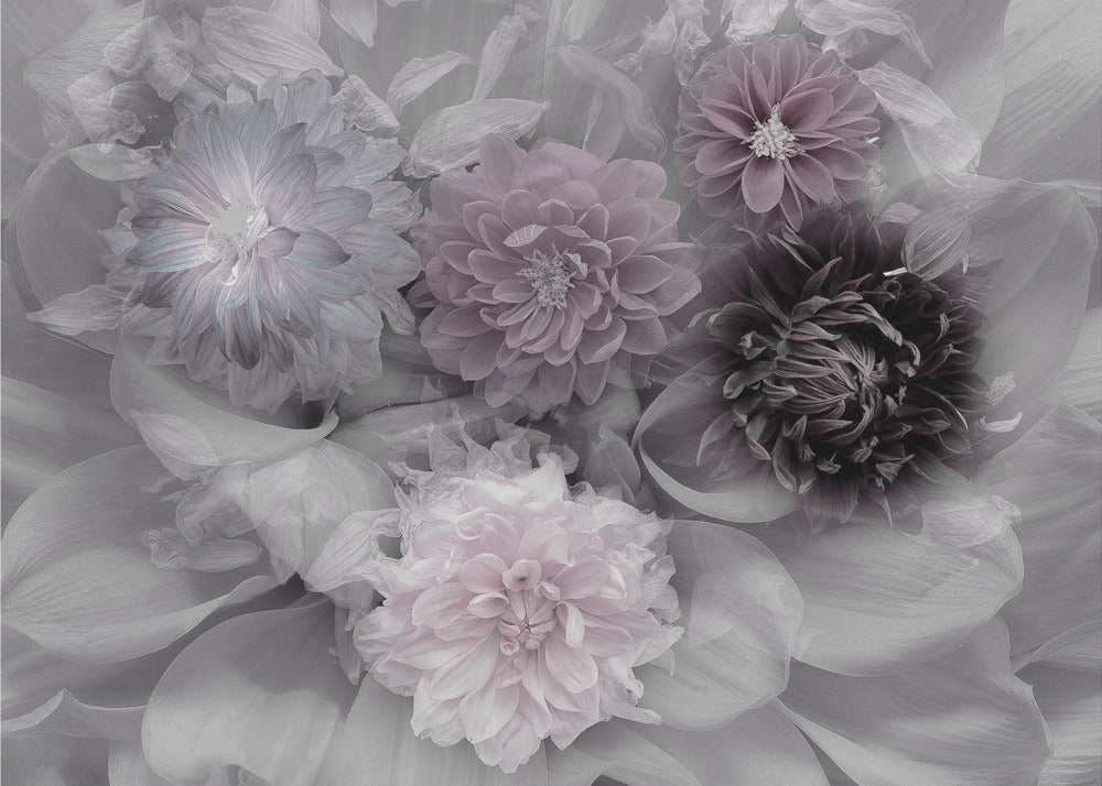 Dahlia dream - Poster / Art Print