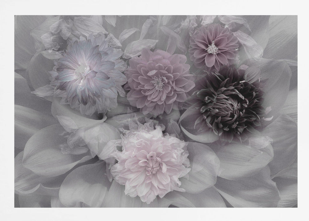 Dahlia dream - Poster / Art Print