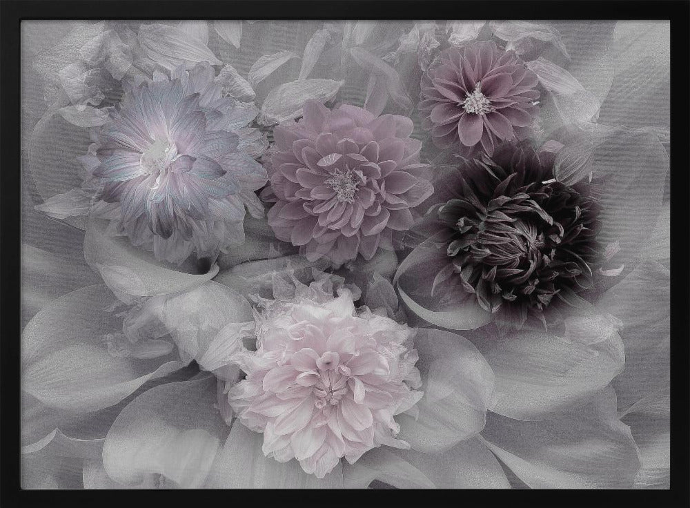 Dahlia dream - Poster / Art Print