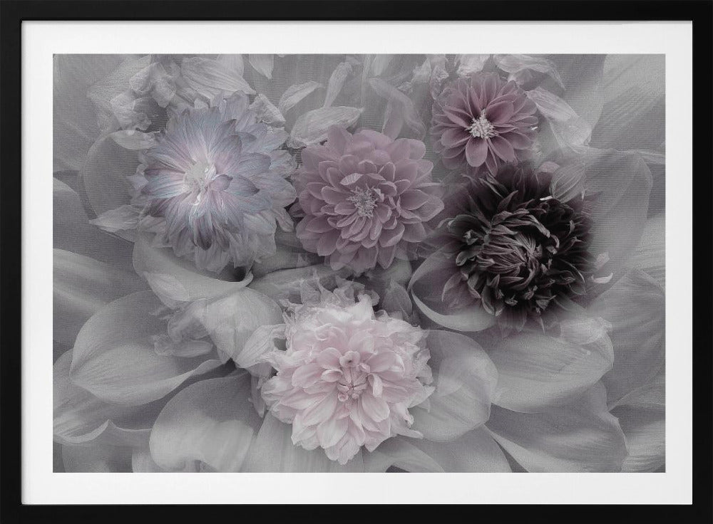 Dahlia dream - Poster / Art Print