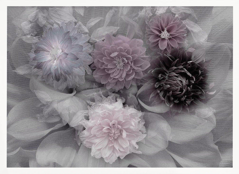 Dahlia dream - Poster / Art Print