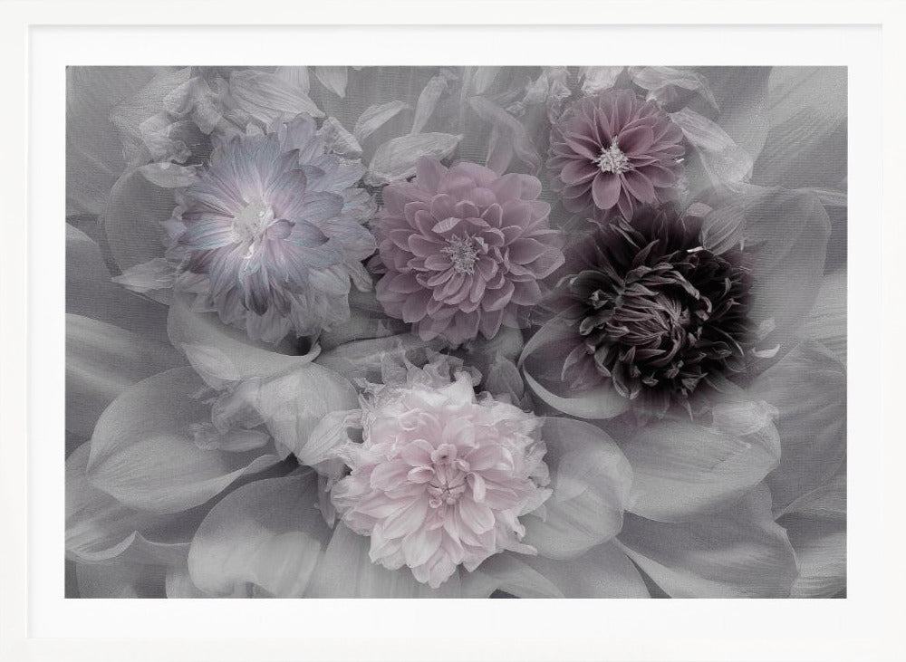 Dahlia dream - Poster / Art Print