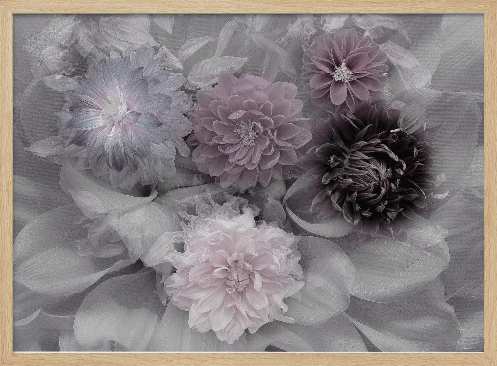 Dahlia dream - Poster / Art Print