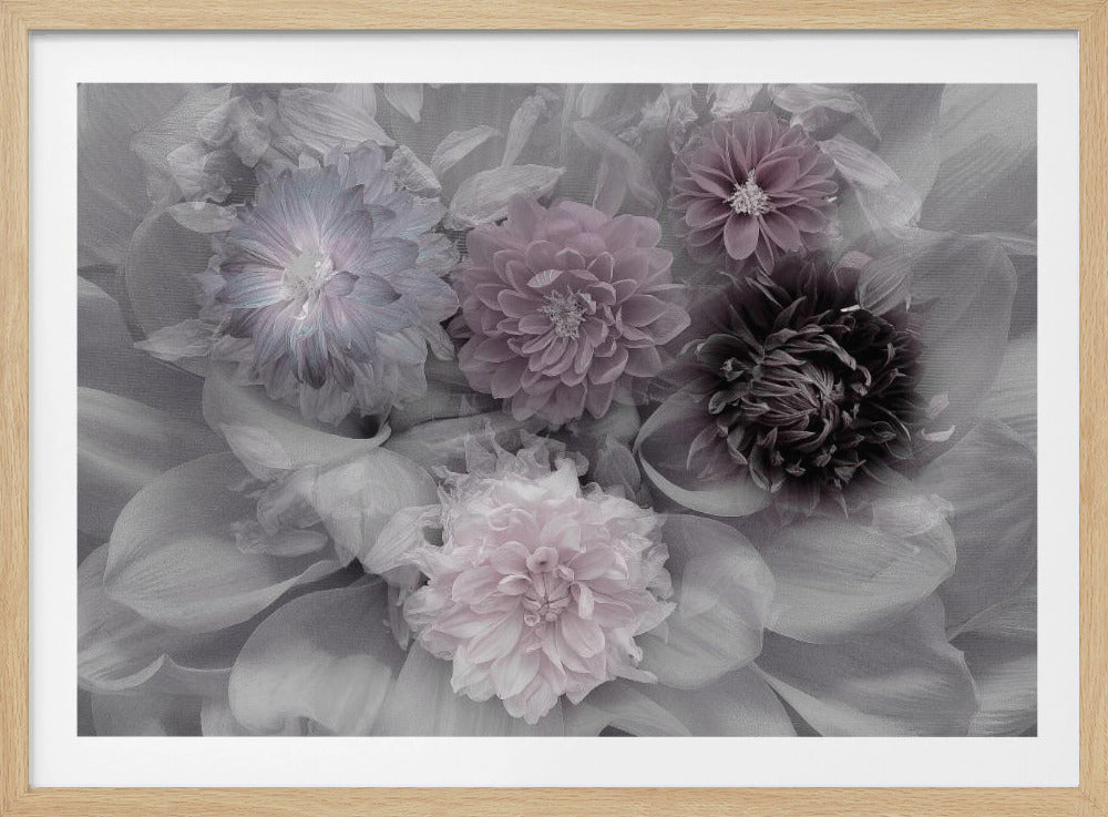 Dahlia dream - Poster / Art Print