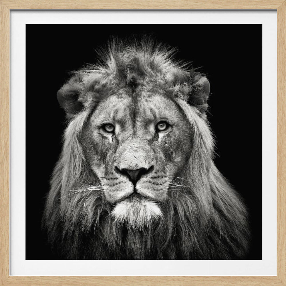 Young Male Lion - Poster / Art Print
