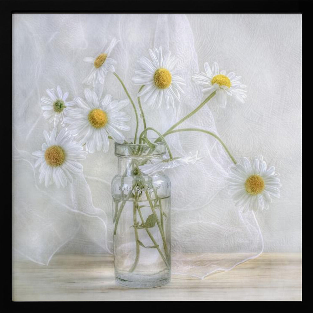 Daisies - Poster / Art Print