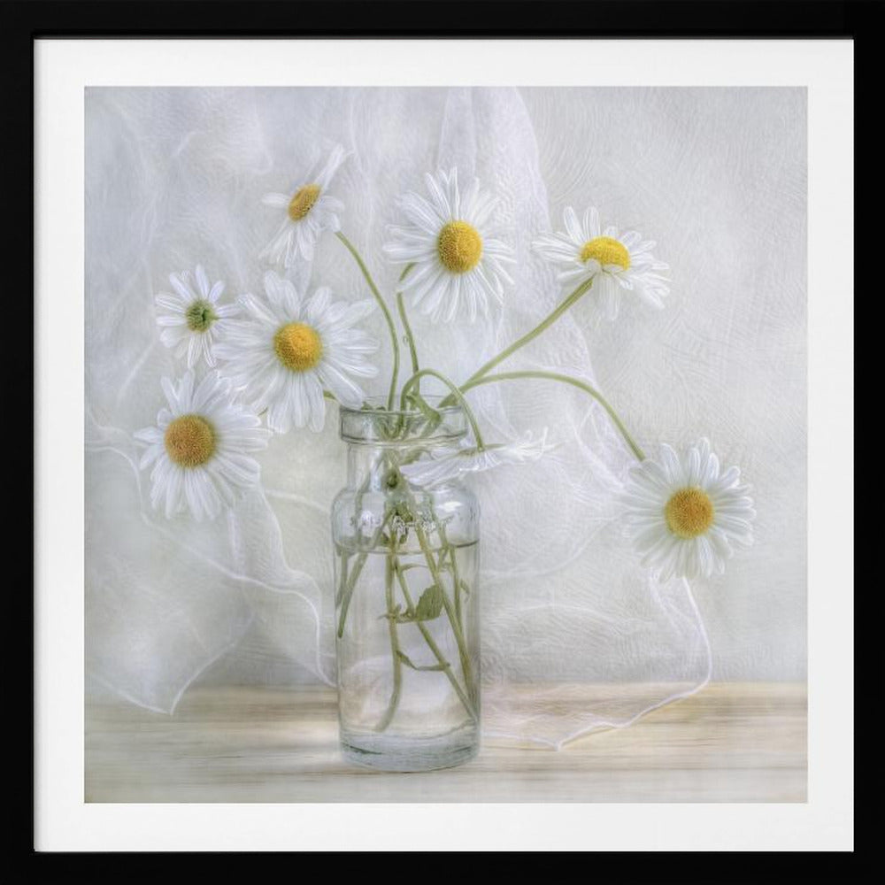 Daisies - Poster / Art Print