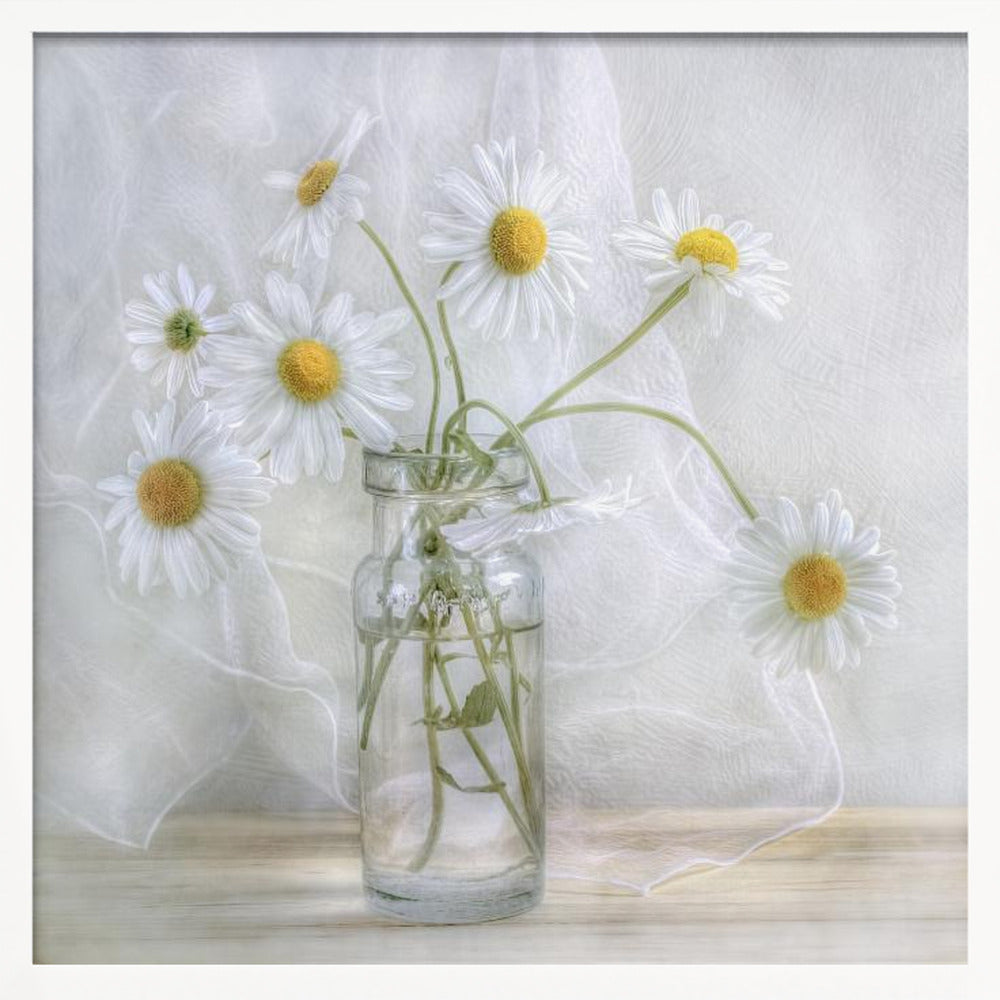 Daisies - Poster / Art Print
