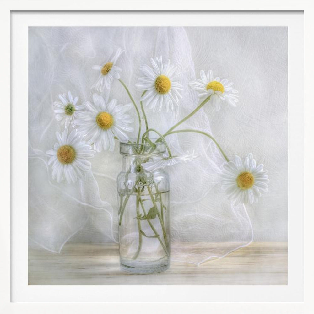 Daisies - Poster / Art Print