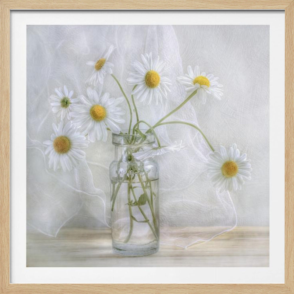 Daisies - Poster / Art Print