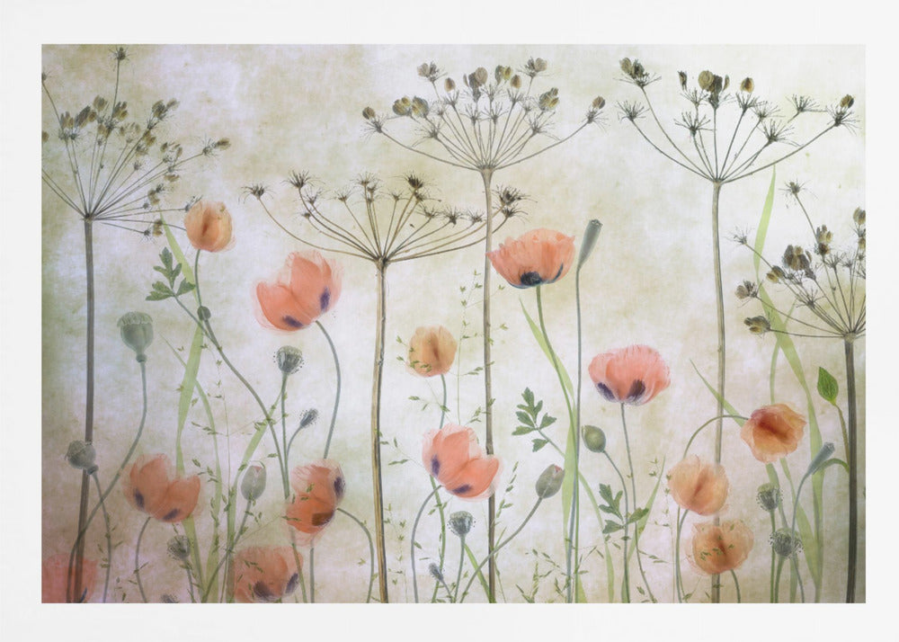 Poppy Meadow - Poster / Art Print