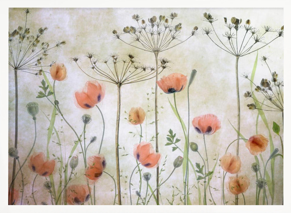 Poppy Meadow - Poster / Art Print