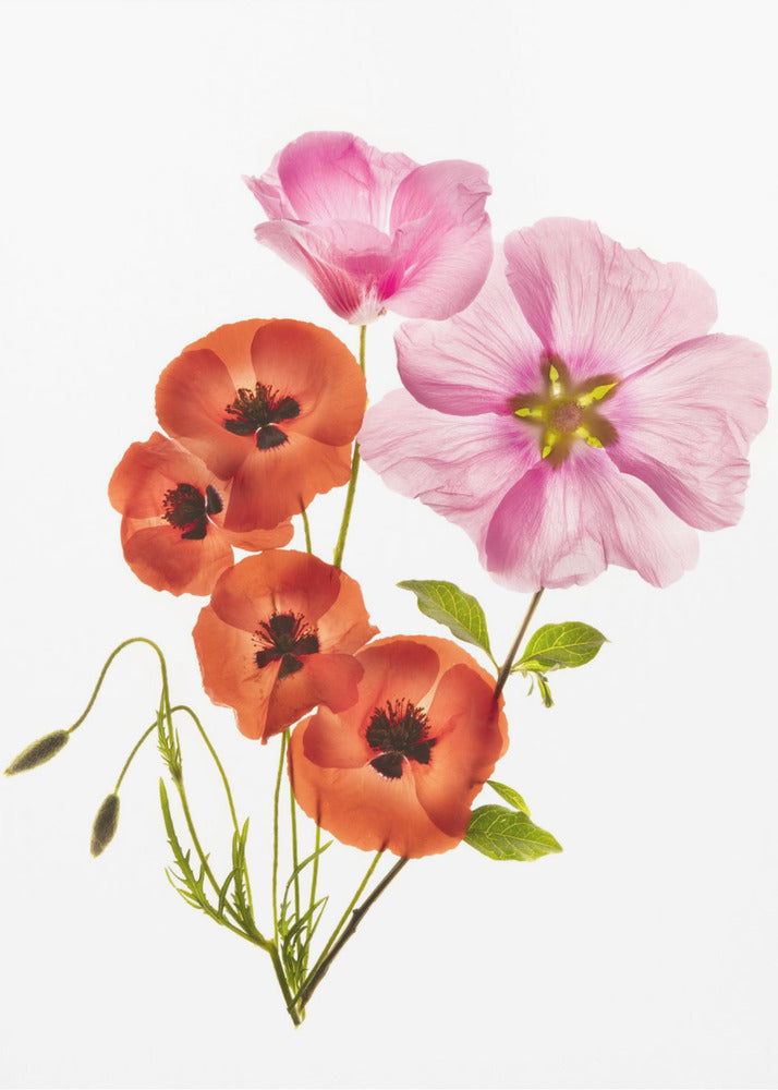 Flower composition III - Poster / Art Print