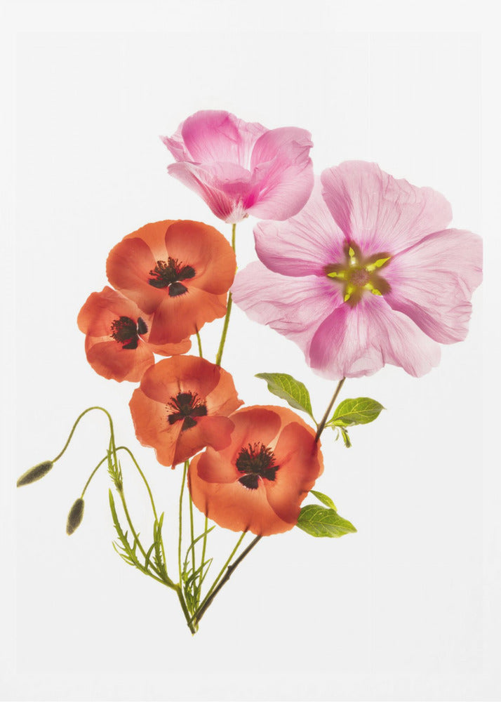 Flower composition III - Poster / Art Print