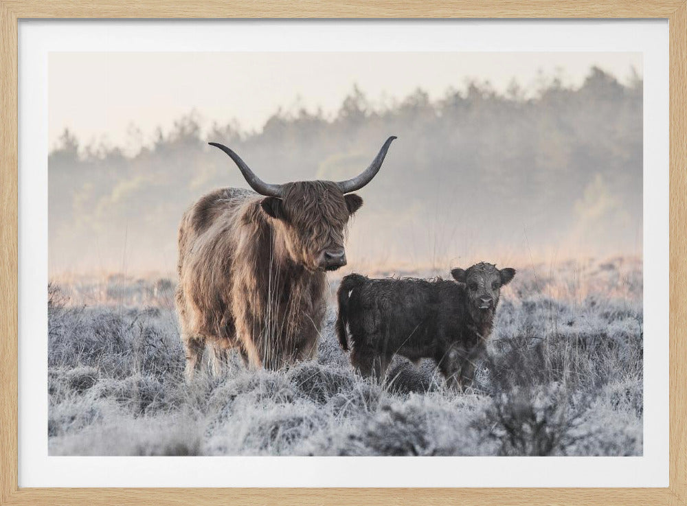 Highlander and Calf - Poster / Art Print