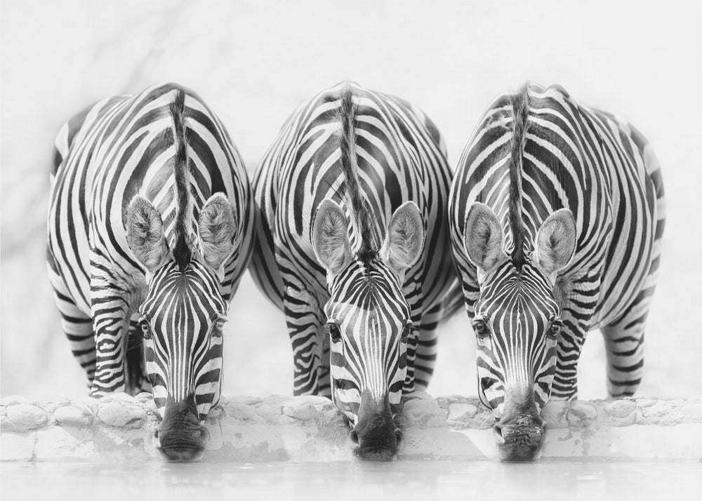 Zebras - Poster / Art Print