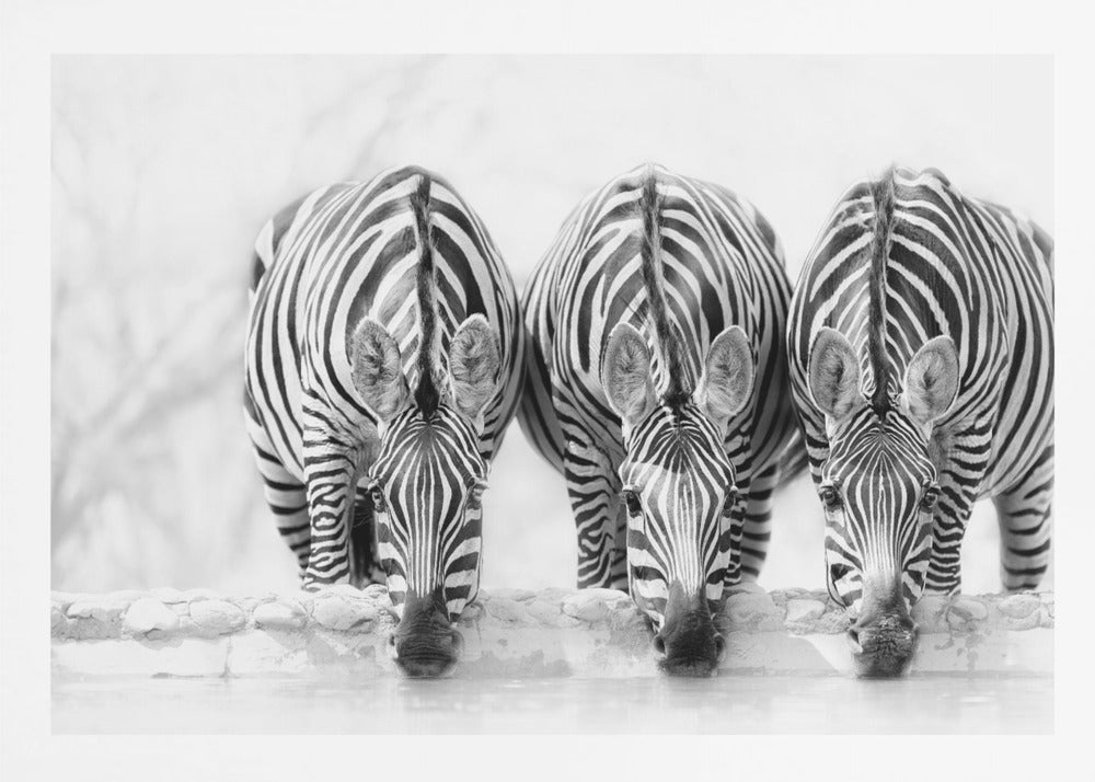 Zebras - Poster / Art Print