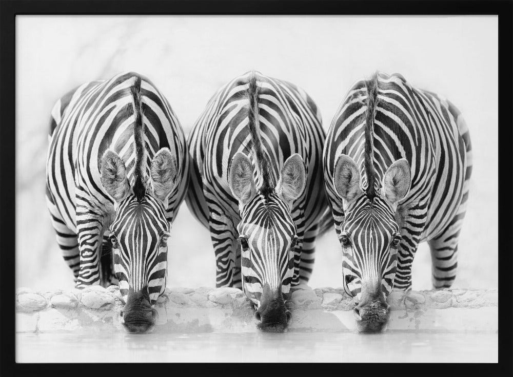 Zebras - Poster / Art Print