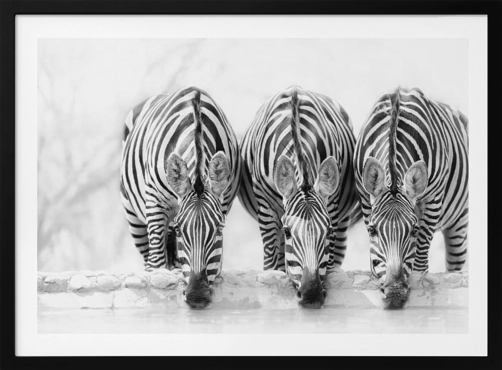 Zebras - Poster / Art Print