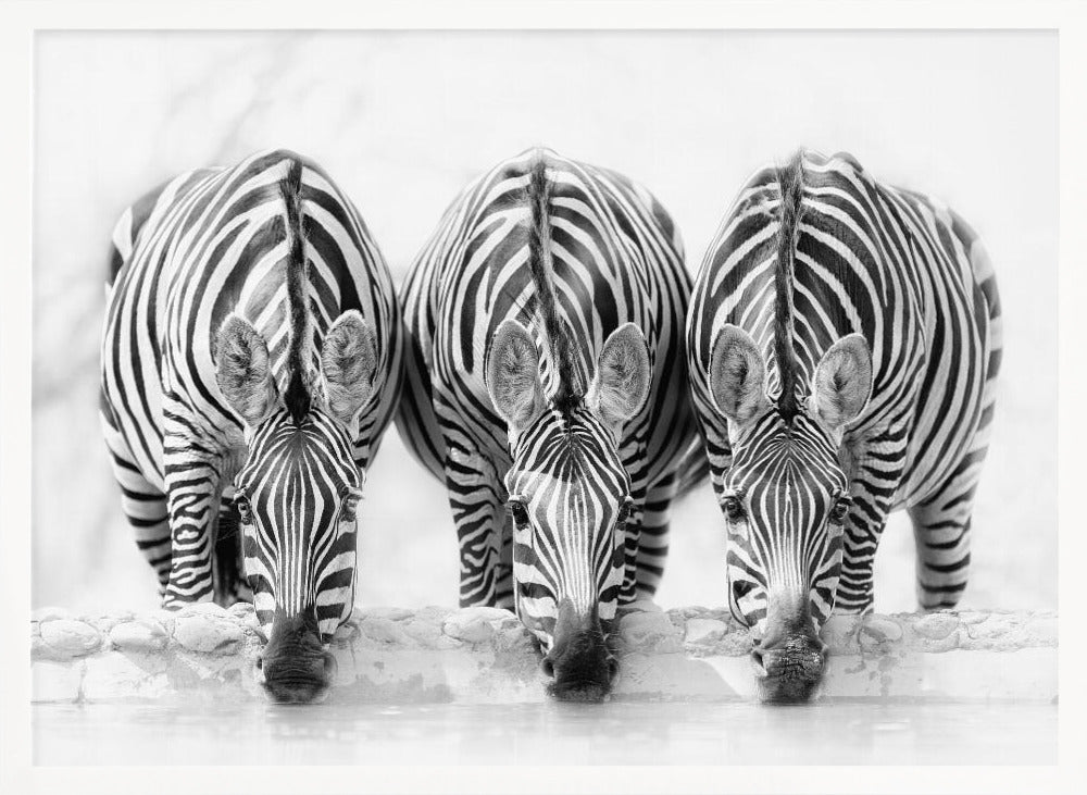 Zebras - Poster / Art Print