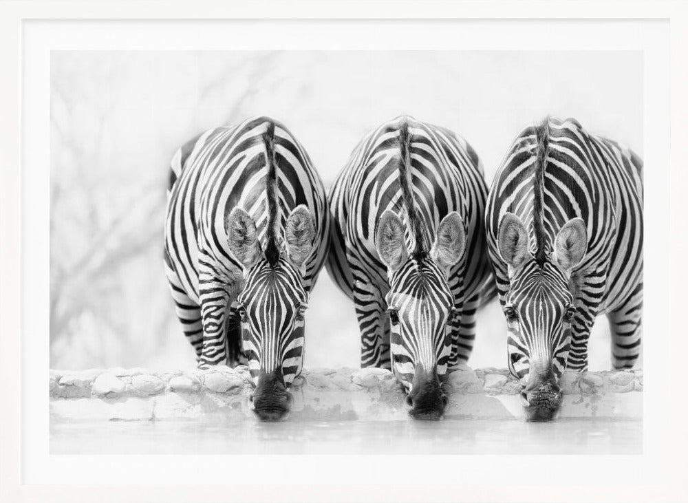 Zebras - Poster / Art Print