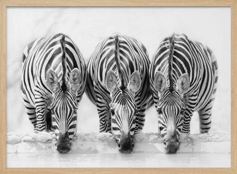Zebras - Poster / Art Print