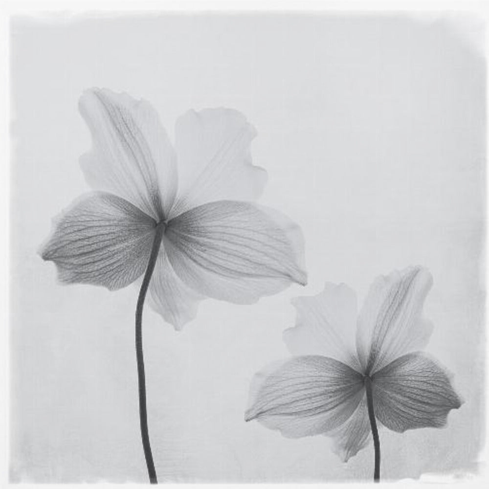Anemone hupehensis - Poster / Art Print