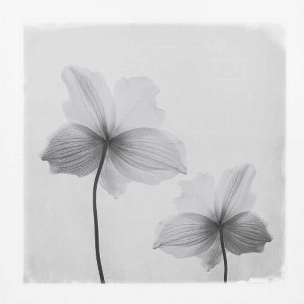 Anemone hupehensis - Poster / Art Print