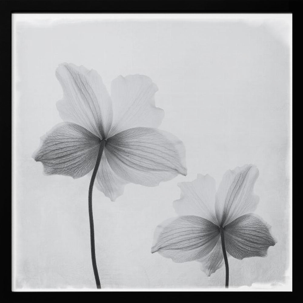Anemone hupehensis - Poster / Art Print