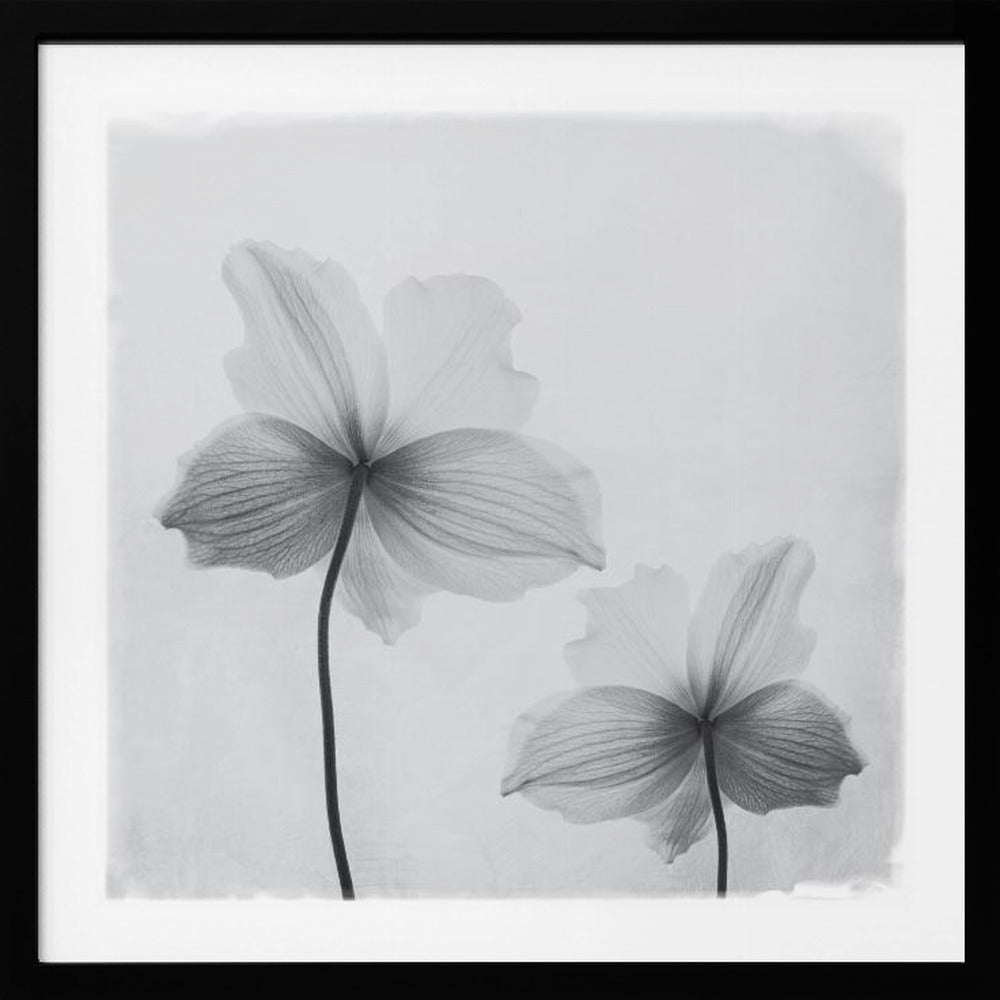 Anemone hupehensis - Poster / Art Print
