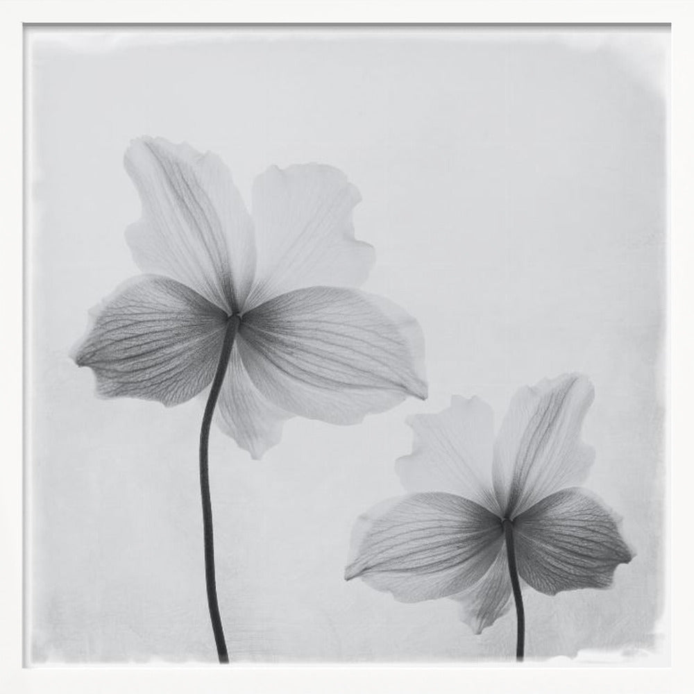 Anemone hupehensis - Poster / Art Print