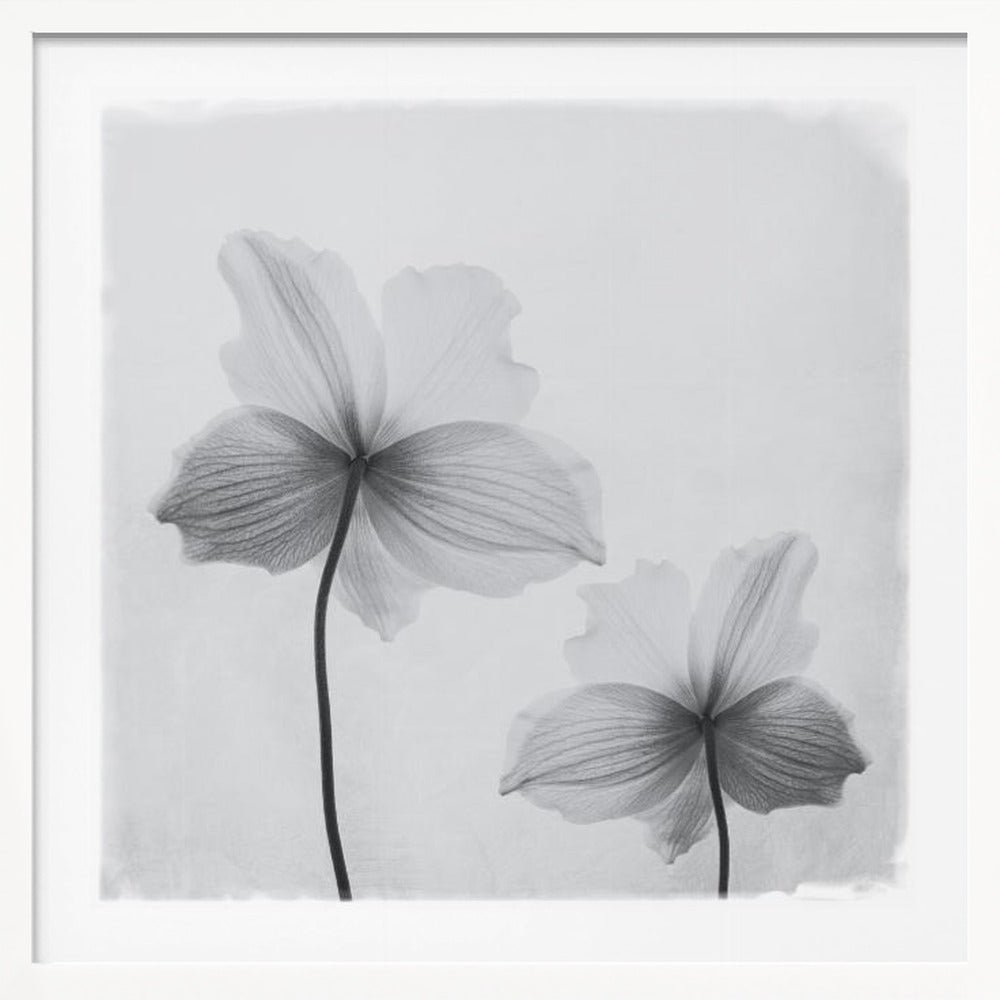 Anemone hupehensis - Poster / Art Print
