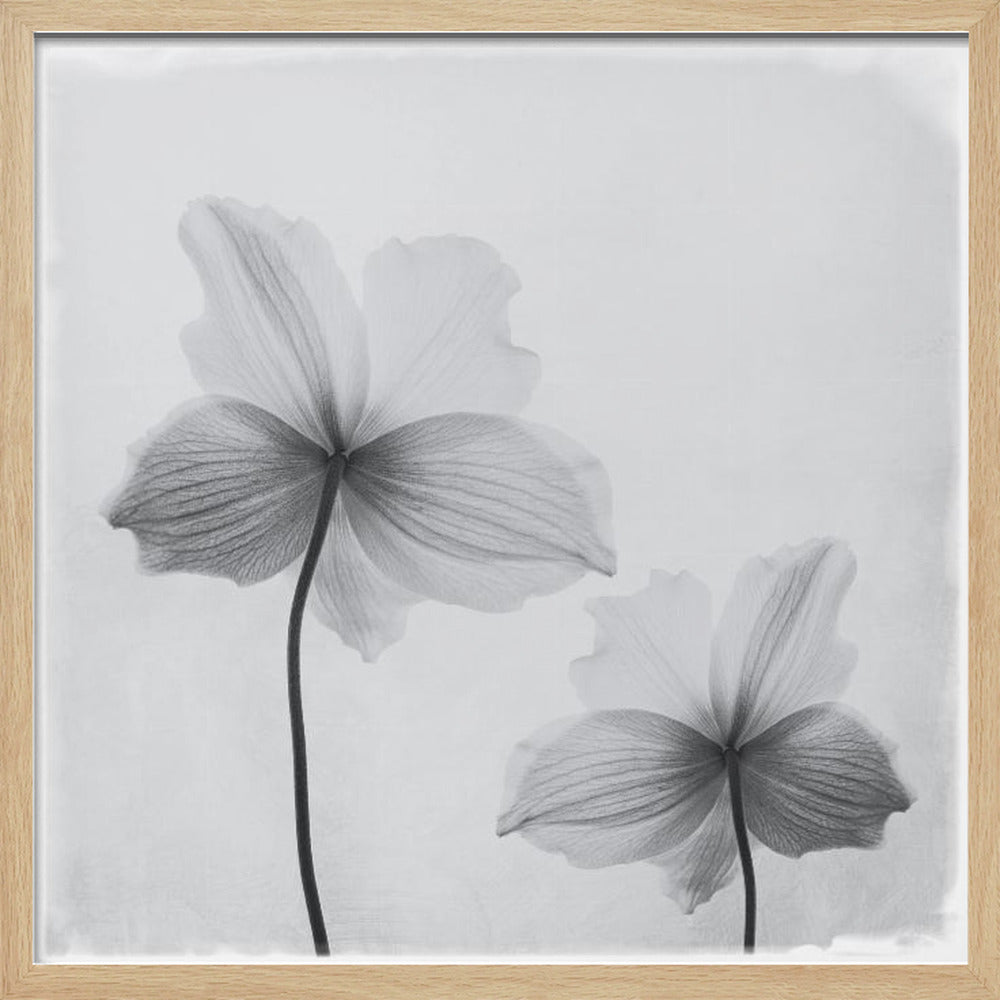Anemone hupehensis - Poster / Art Print
