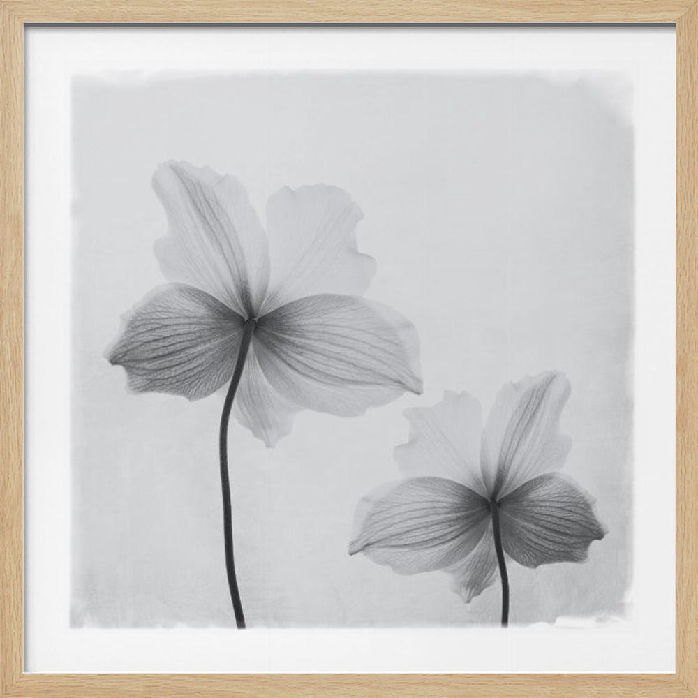 Anemone hupehensis - Poster / Art Print