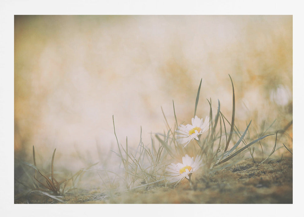 Summertime - Poster / Art Print