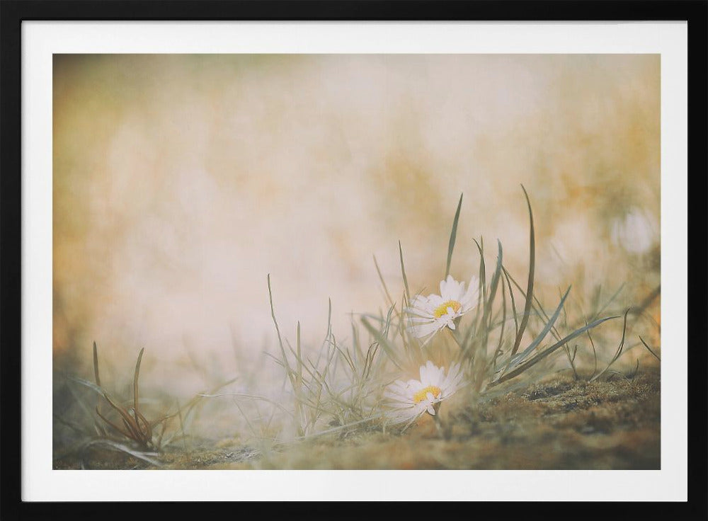 Summertime - Poster / Art Print