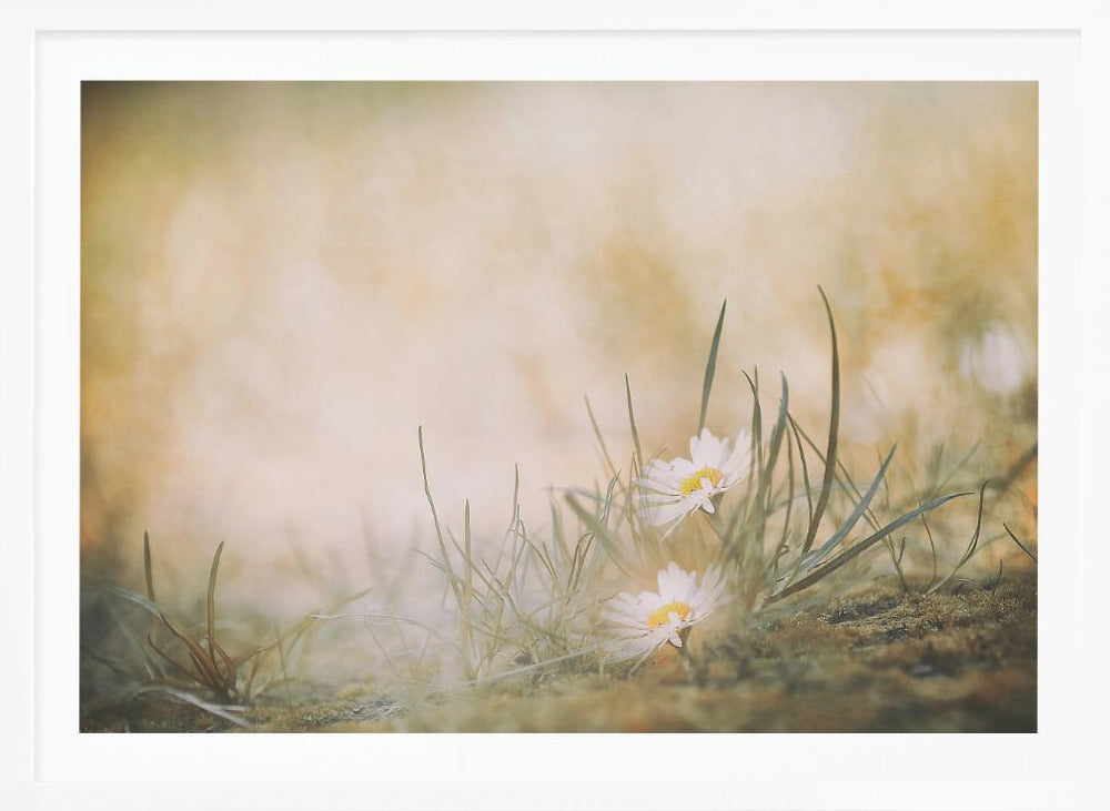 Summertime - Poster / Art Print