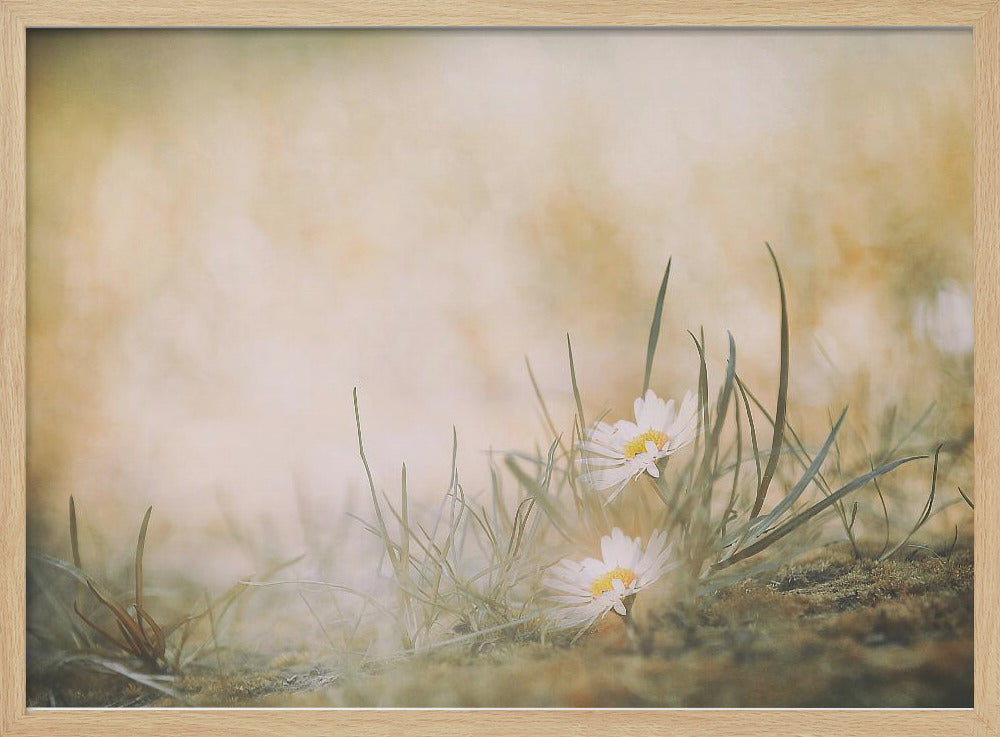 Summertime - Poster / Art Print