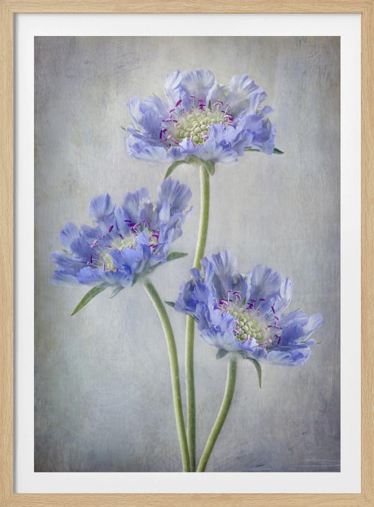 Scabiosa - Poster / Art Print