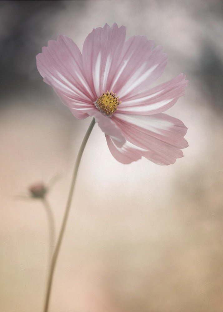Cosmos - Poster / Art Print