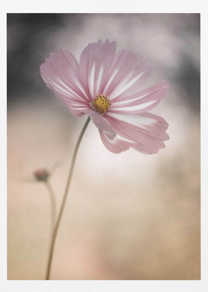 Cosmos - Poster / Art Print