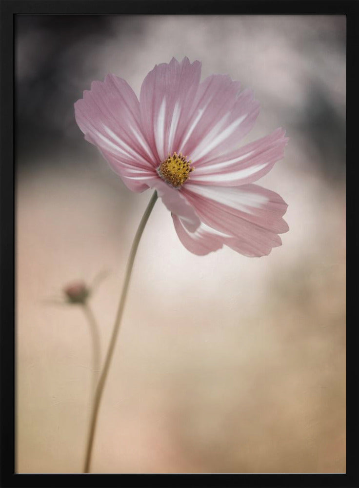 Cosmos - Poster / Art Print