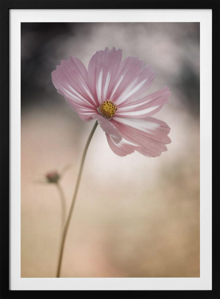 Cosmos - Poster / Art Print