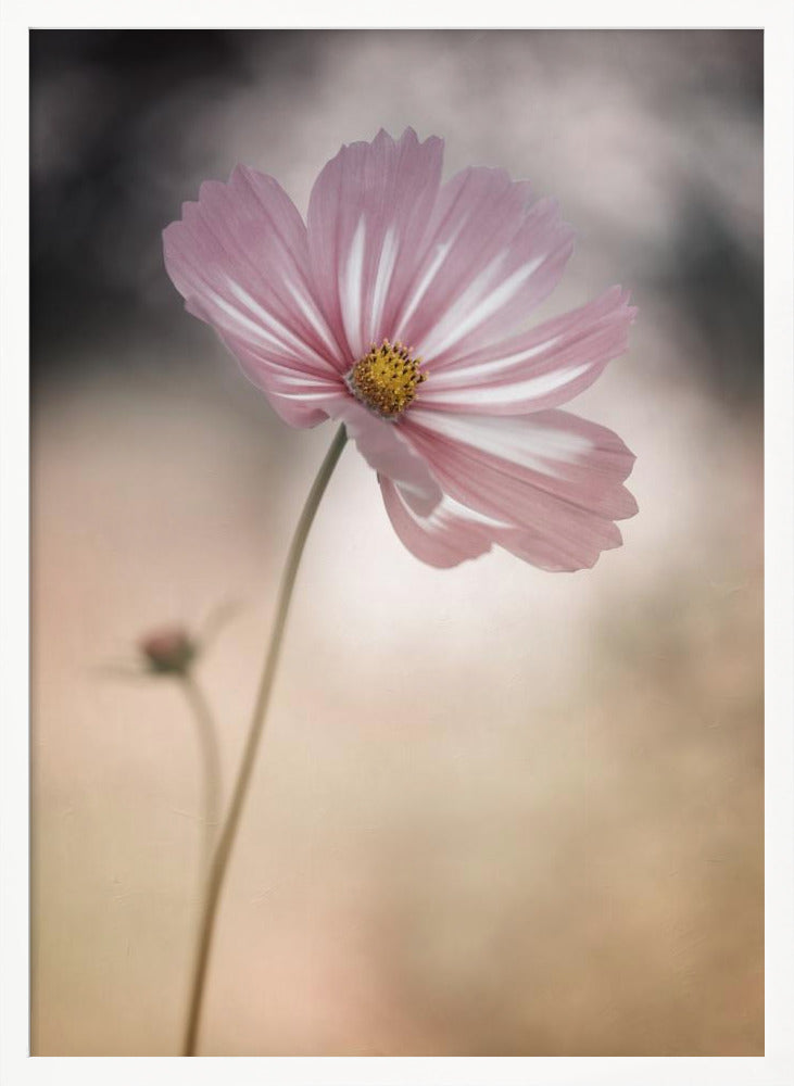 Cosmos - Poster / Art Print