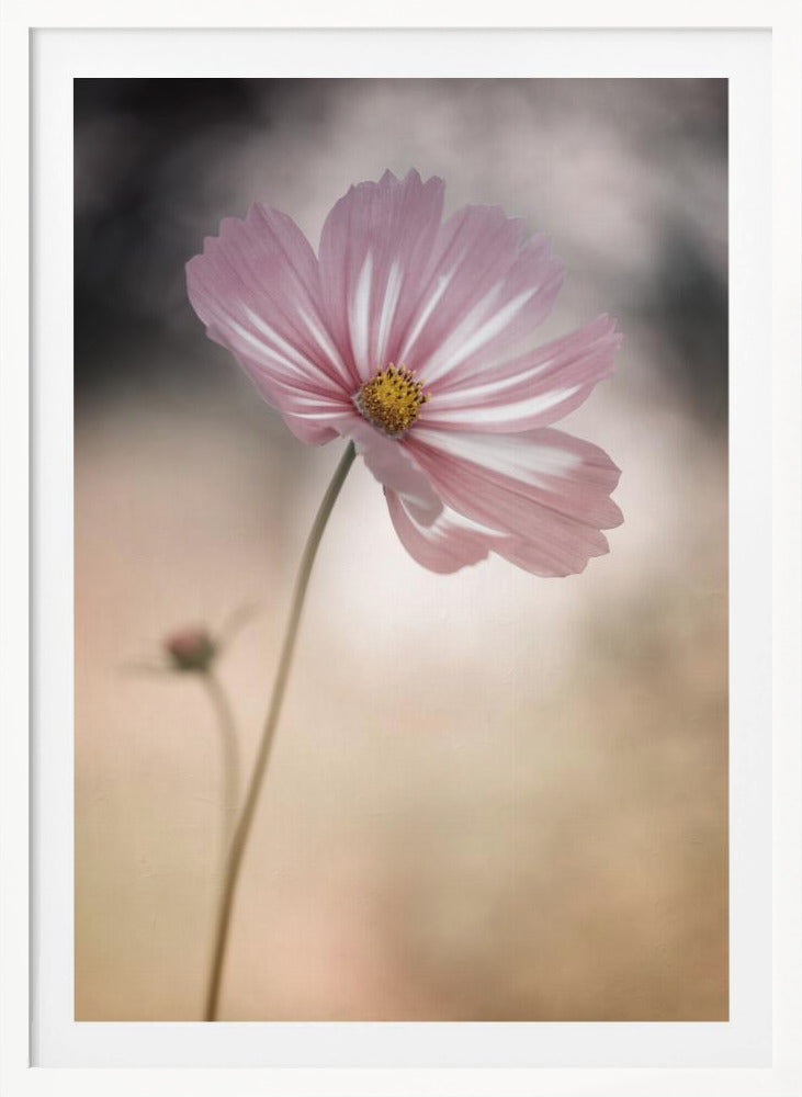 Cosmos - Poster / Art Print