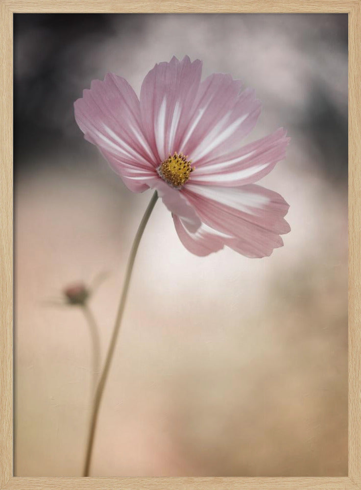 Cosmos - Poster / Art Print