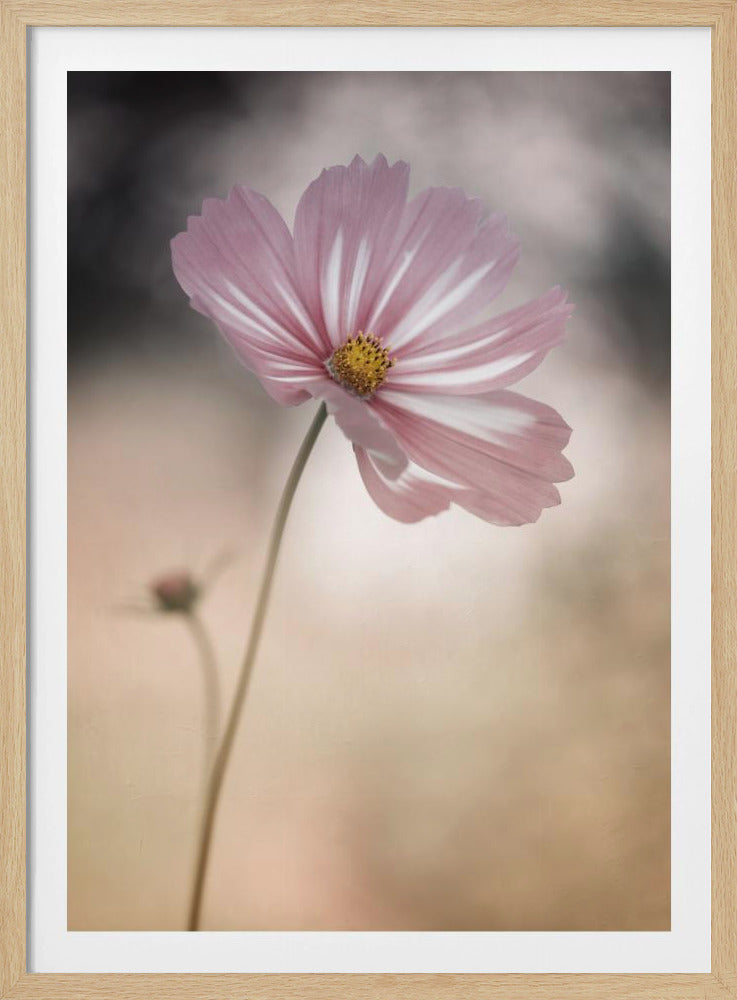 Cosmos - Poster / Art Print