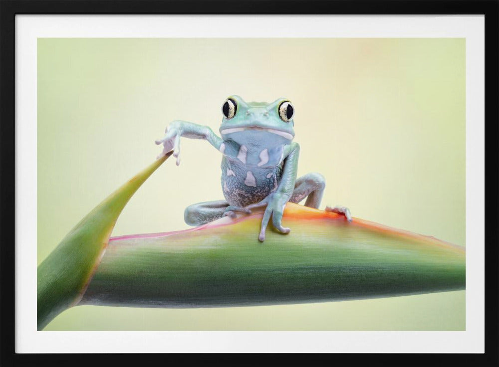 So whaddaya say ?? - Posters / Art Prints
