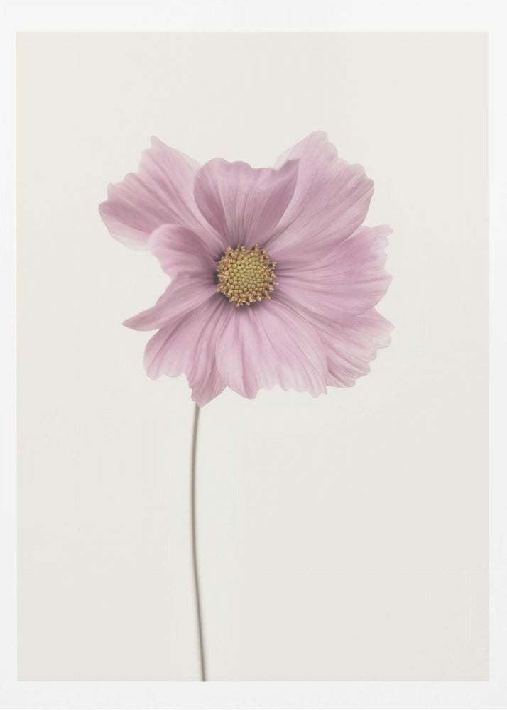 Cosmos flower - Poster / Art Print