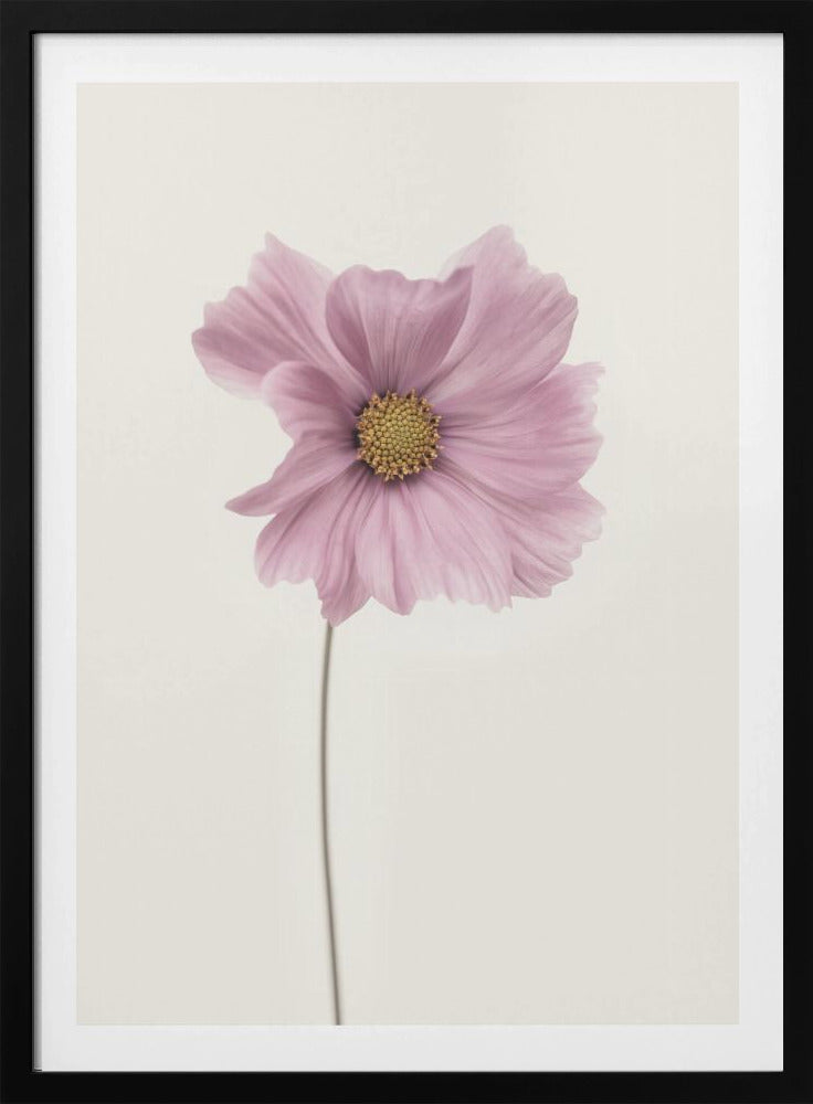 Cosmos flower - Poster / Art Print